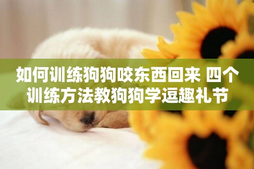 如何訓練狗狗咬東西回來 四個訓練方法教狗狗學逗趣禮節