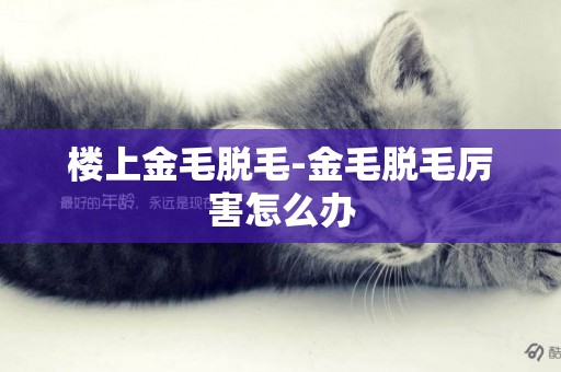 樓上金毛脫毛-金毛脫毛厲害怎么辦
