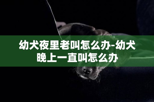幼犬夜里老叫怎么辦-幼犬晚上一直叫怎么辦