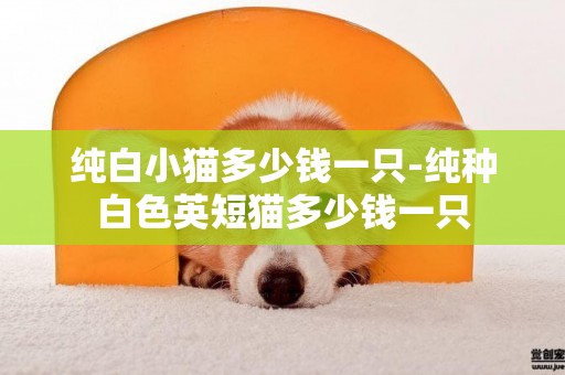 純白小貓多少錢一只-純種白色英短貓多少錢一只