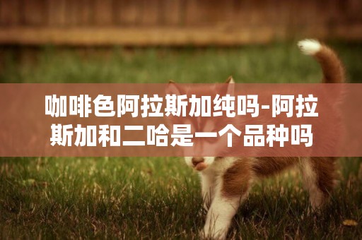 咖啡色阿拉斯加純嗎-阿拉斯加和二哈是一個品種嗎