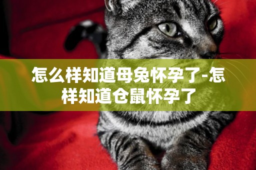 怎么樣知道母兔懷孕了-怎樣知道倉鼠懷孕了
