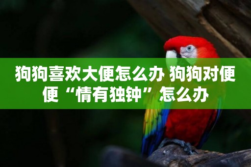 狗狗喜歡大便怎么辦 狗狗對便便“情有獨鐘”怎么辦