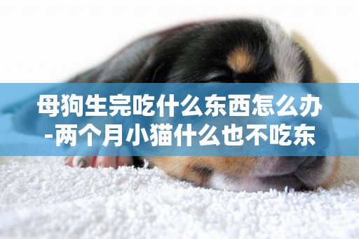 母狗生完吃什么東西怎么辦-兩個月小貓什么也不吃東西怎么辦