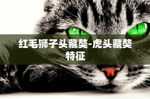 紅毛獅子頭藏獒-虎頭藏獒特征