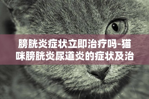 膀胱炎癥狀立即治療嗎-貓咪膀胱炎尿道炎的癥狀及治療方法