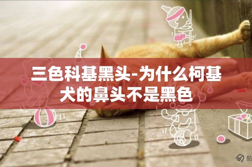 三色科基黑頭-為什么柯基犬的鼻頭不是黑色