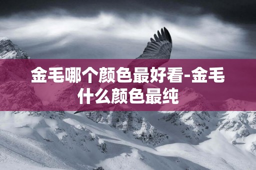 金毛哪個顏色最好看-金毛什么顏色最純