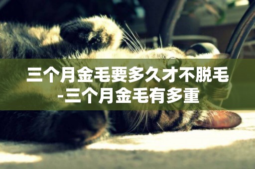 三個月金毛要多久才不脫毛-三個月金毛有多重