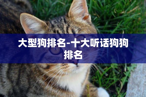 大型狗排名-十大聽話狗狗排名