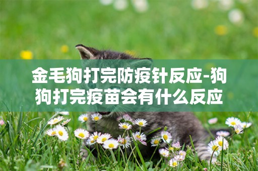 金毛狗打完防疫針反應-狗狗打完疫苗會有什么反應