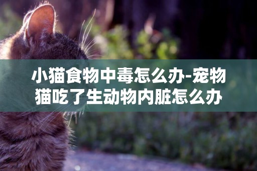 小貓食物中毒怎么辦-寵物貓吃了生動物內臟怎么辦