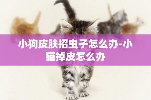 小狗皮膚招蟲子怎么辦-小貓掉皮怎么辦