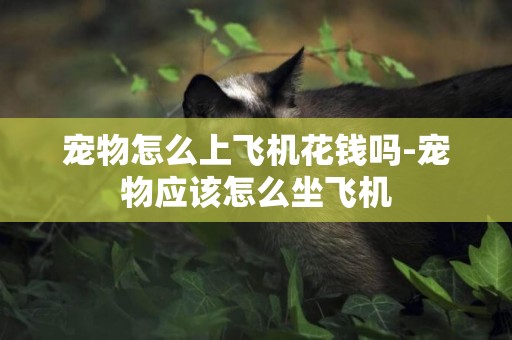 寵物怎么上飛機花錢嗎-寵物應該怎么坐飛機