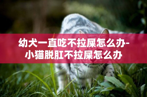幼犬一直吃不拉屎怎么辦-小貓脫肛不拉屎怎么辦