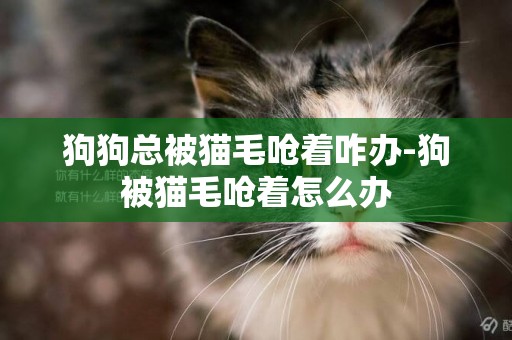 狗狗總被貓毛嗆著咋辦-狗被貓毛嗆著怎么辦