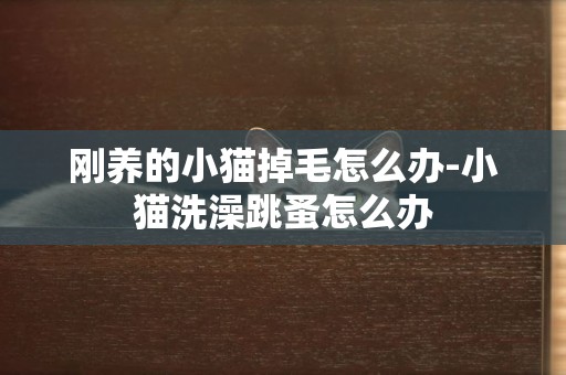 剛養的小貓掉毛怎么辦-小貓洗澡跳蚤怎么辦