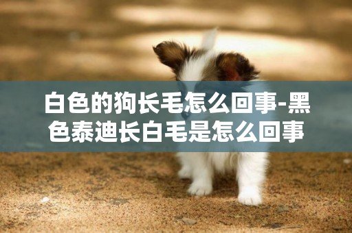 白色的狗長毛怎么回事-黑色泰迪長白毛是怎么回事