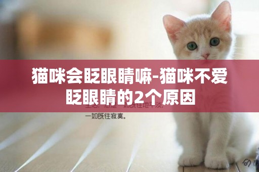 貓咪會眨眼睛嘛-貓咪不愛眨眼睛的2個原因