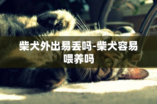 柴犬外出易丟嗎-柴犬容易喂養嗎