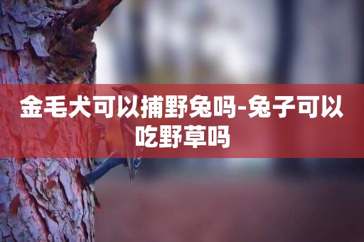 金毛犬可以捕野兔嗎-兔子可以吃野草嗎