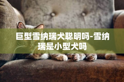 巨型雪納瑞犬聰明嗎-雪納瑞是小型犬嗎