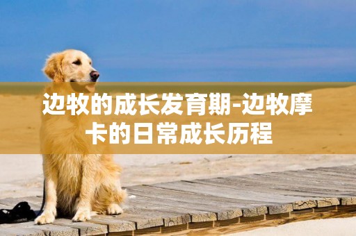 邊牧的成長發育期-邊牧摩卡的日常成長歷程