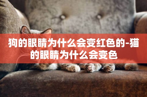 狗的眼睛為什么會變紅色的-貓的眼睛為什么會變色