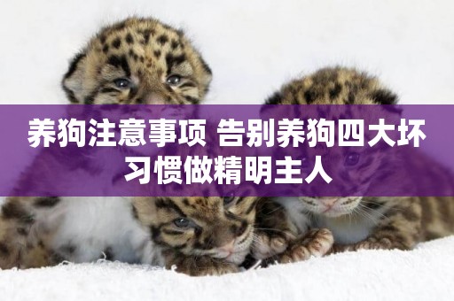 養狗注意事項 告別養狗四大壞習慣做精明主人