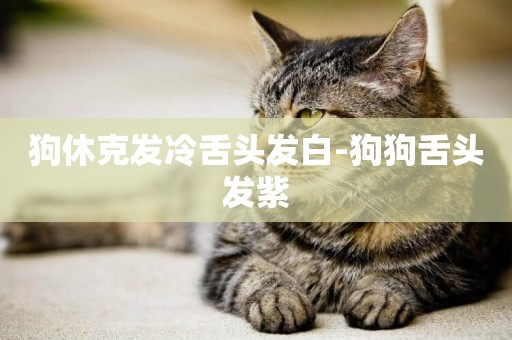 狗休克發冷舌頭發白-狗狗舌頭發紫