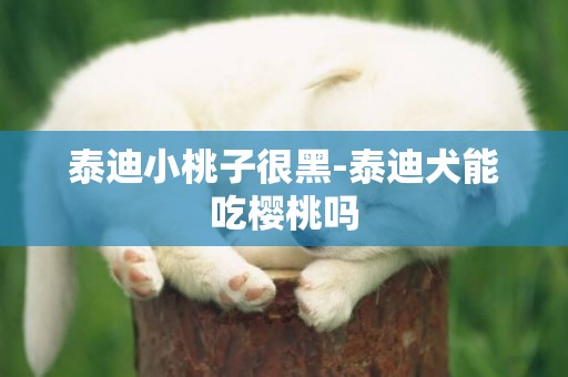 泰迪小桃子很黑-泰迪犬能吃櫻桃嗎