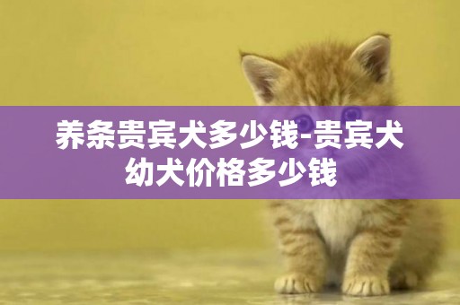 養條貴賓犬多少錢-貴賓犬幼犬價格多少錢