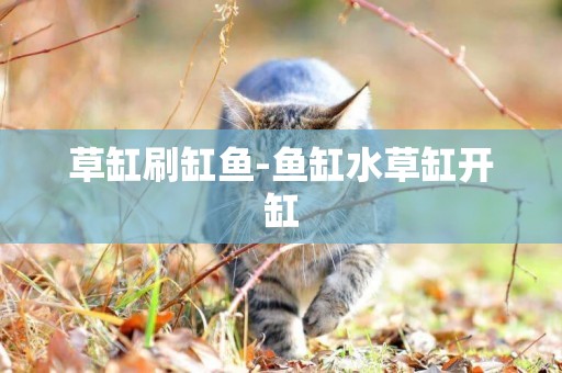 草缸刷缸魚-魚缸水草缸開缸