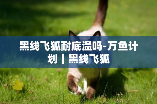 黑線飛狐耐底溫嗎-萬魚計劃｜黑線飛狐
