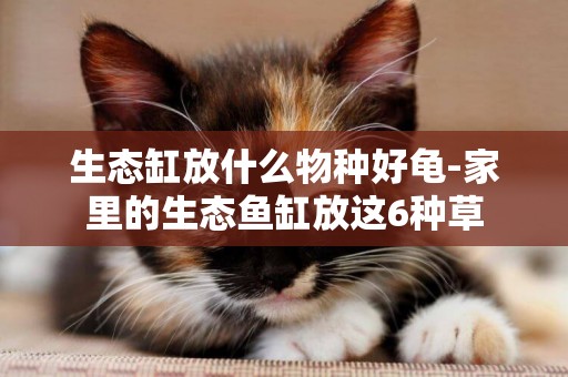 生態缸放什么物種好龜-家里的生態魚缸放這6種草