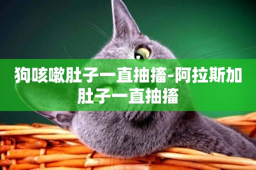 狗咳嗽肚子一直抽搐-阿拉斯加肚子一直抽搐