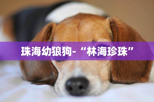 珠海幼狼狗-“林海珍珠”