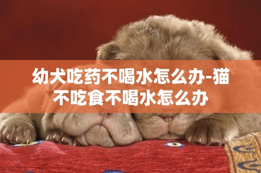 幼犬吃藥不喝水怎么辦-貓不吃食不喝水怎么辦
