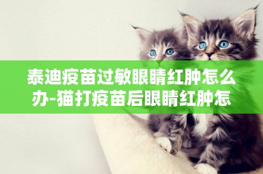 泰迪疫苗過敏眼睛紅腫怎么辦-貓打疫苗后眼睛紅腫怎么辦