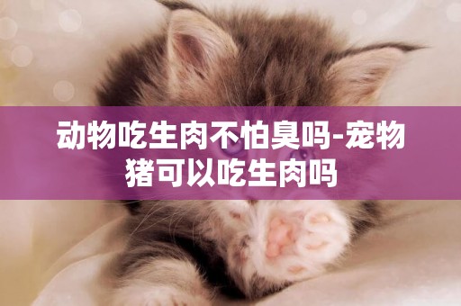 動物吃生肉不怕臭嗎-寵物豬可以吃生肉嗎