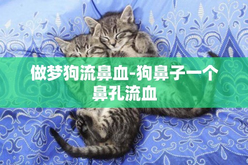 做夢狗流鼻血-狗鼻子一個鼻孔流血