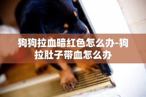 狗狗拉血暗紅色怎么辦-狗拉肚子帶血怎么辦