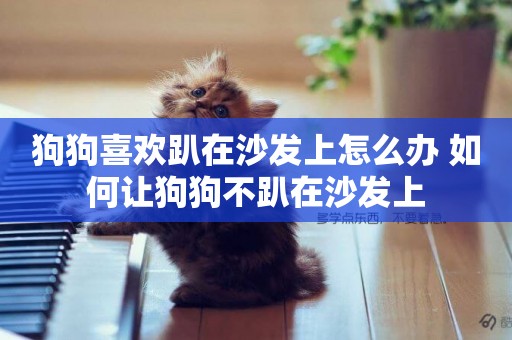 狗狗喜歡趴在沙發上怎么辦 如何讓狗狗不趴在沙發上