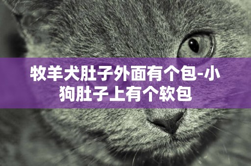 牧羊犬肚子外面有個包-小狗肚子上有個軟包