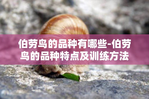 伯勞鳥的品種有哪些-伯勞鳥的品種特點及訓練方法