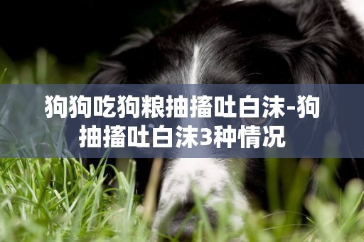 狗狗吃狗糧抽搐吐白沫-狗抽搐吐白沫3種情況