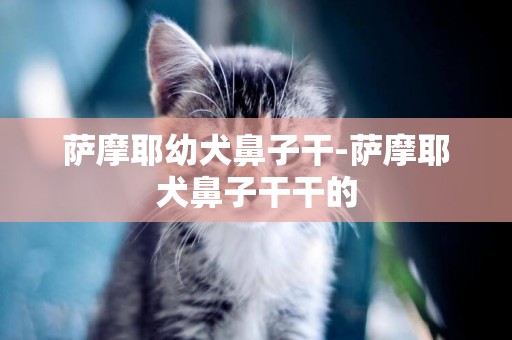 薩摩耶幼犬鼻子干-薩摩耶犬鼻子干干的