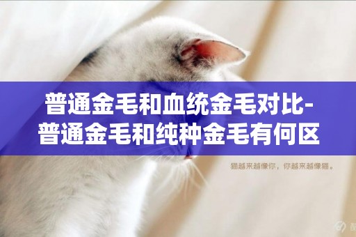 普通金毛和血統金毛對比-普通金毛和純種金毛有何區別