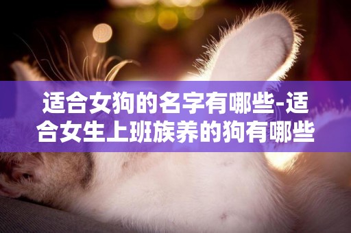 適合女狗的名字有哪些-適合女生上班族養的狗有哪些
