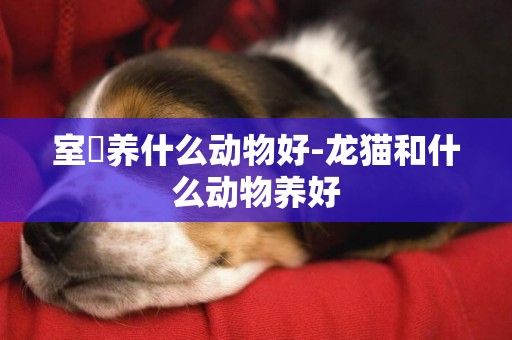 室內養什么動物好-龍貓和什么動物養好